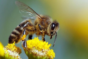 L'importance des abeilles dans notre écosystème